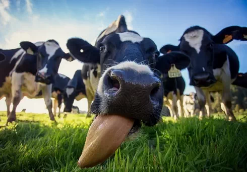 Cow Activity and Heat Detection Monitoring