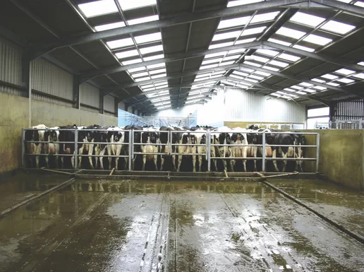 Automated adjustable gates for cattle