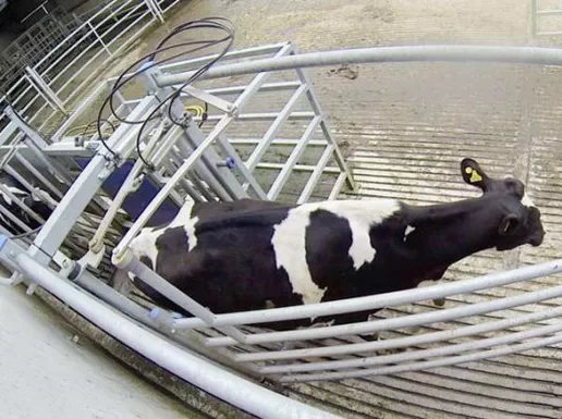 Dairymaster Integrated AutoDrafting automated cow sorting system