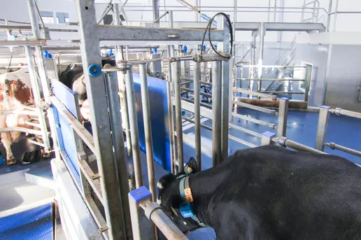 Automation of milking carousel loading process