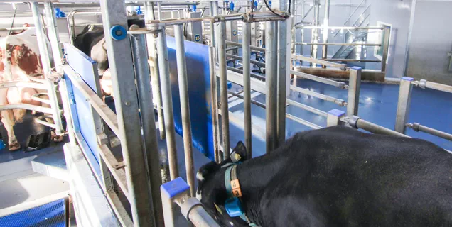 Integrated automatic sorting system for cows by Dairymaster