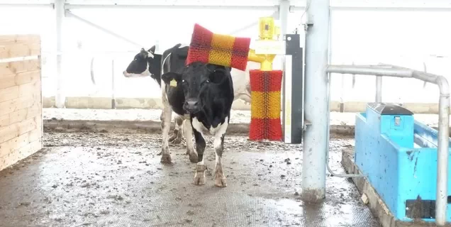 Automatic cow brush and scratcher provides health and comfort