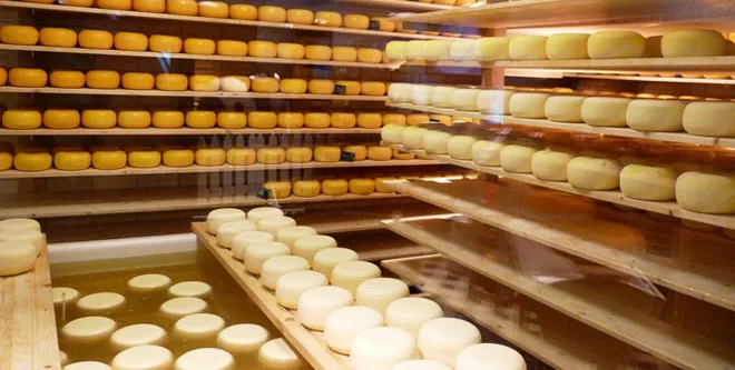 Cheese Production