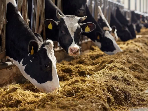 Creating Optimal Rations for Cattle Groups