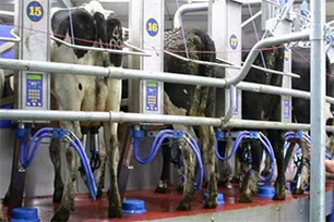 Convenience of using a milking apparatus with a bracket and double enclosure