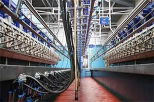 Double Guard System for Milking Parlors