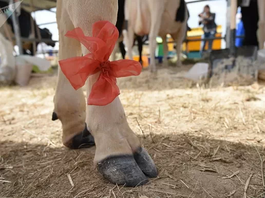 Hoof Care Equipment