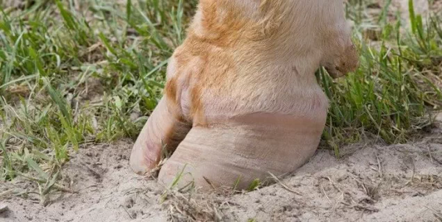 Modern equipment for cow hoof care