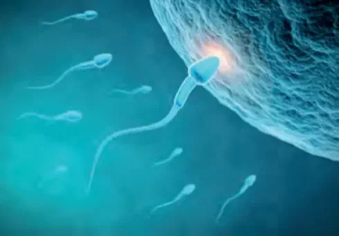 Cow Fertility