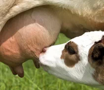 Dairymaster Milking Equipment Simulating Natural Milking