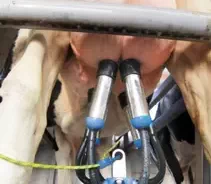 Dairymaster System for Increased Yield