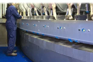 Automated Lifting Floor in Milking Parlor