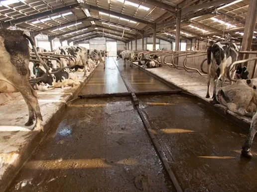 Manure Removal and Storage