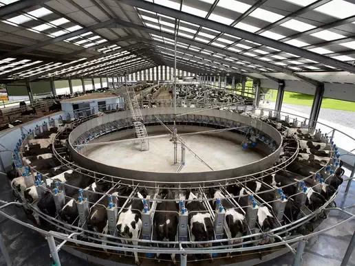 Carousel Milking Parlor for cows