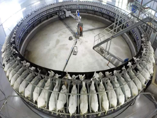 “Goat Rotary” Milking Parlor