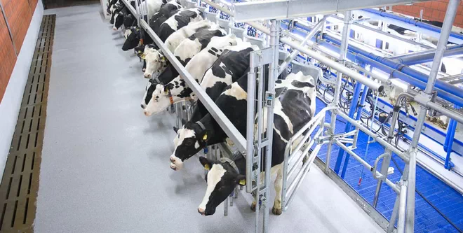 Innovative Dairymaster Milking Parlor