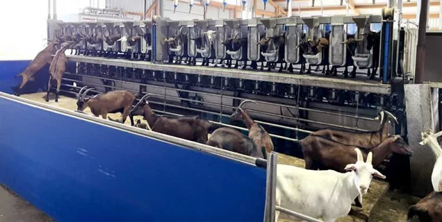 Modern MobiGoat milking parlor for efficient goat milking