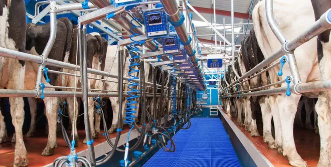 Innovative Dairymaster Milking Parlor