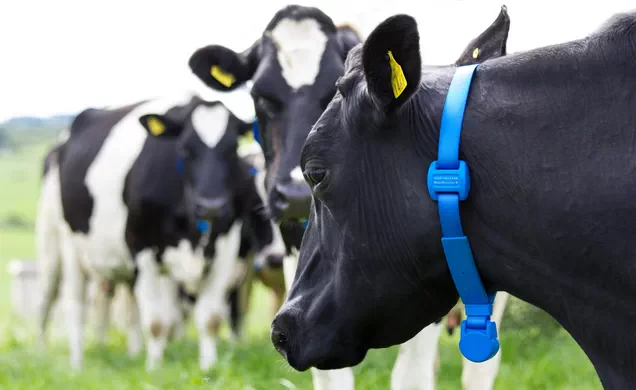MooMonitor+ Cow Monitoring System