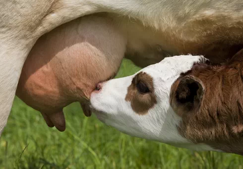 Cow Feeding and Its Impact on Productivity