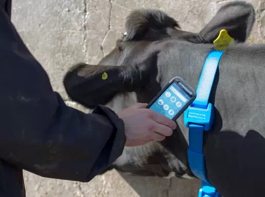 MooMonitor+ health monitoring system for cows