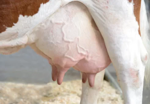 Cow Productivity and Influencing Factors