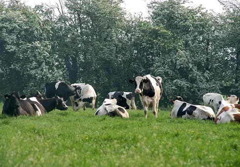 Cow Rest for Improved Health