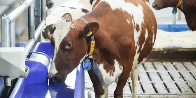 Automatic cow and calf waterers